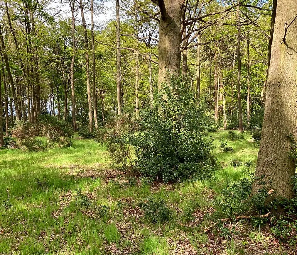 Shaded woodland pitches under mature beech trees