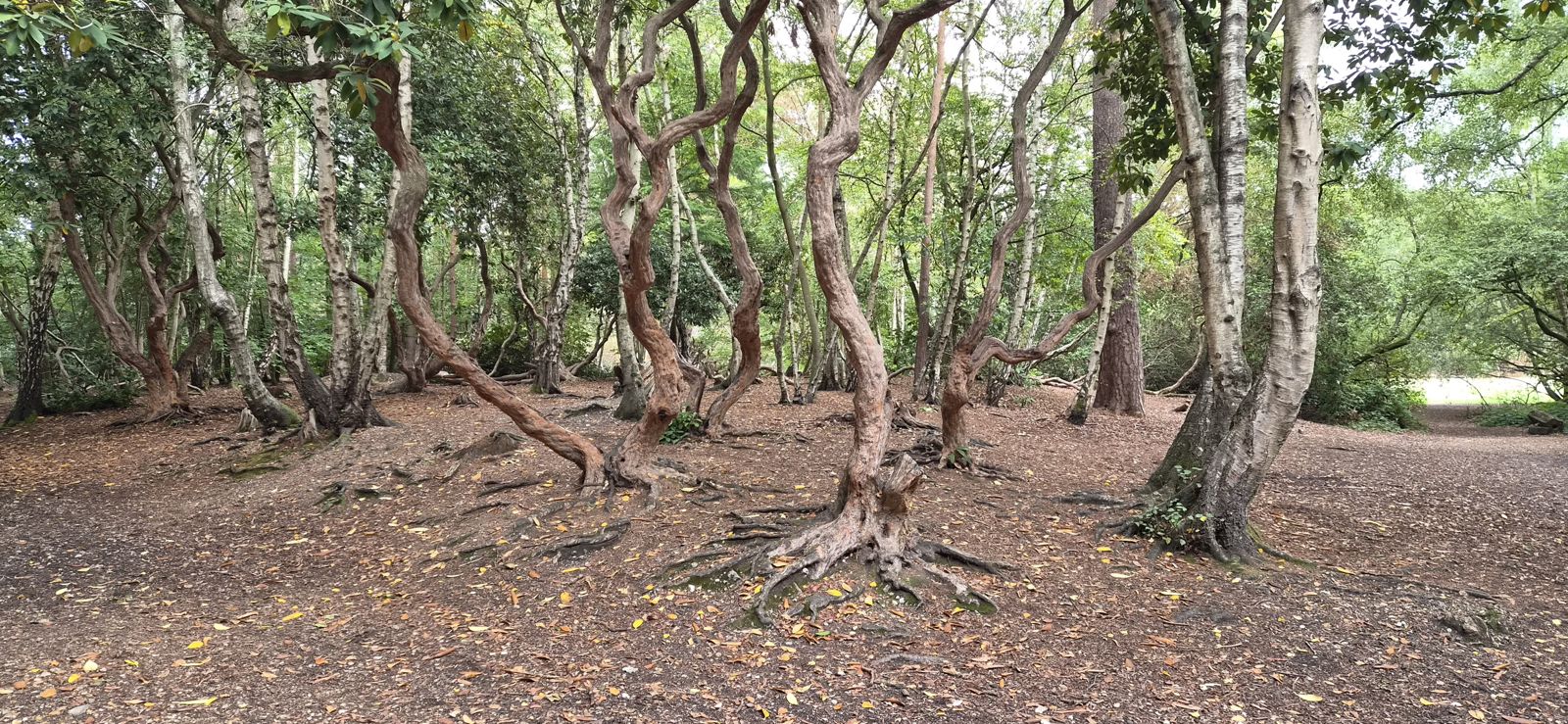 The Forbidden Forest found at the nearby Black Park